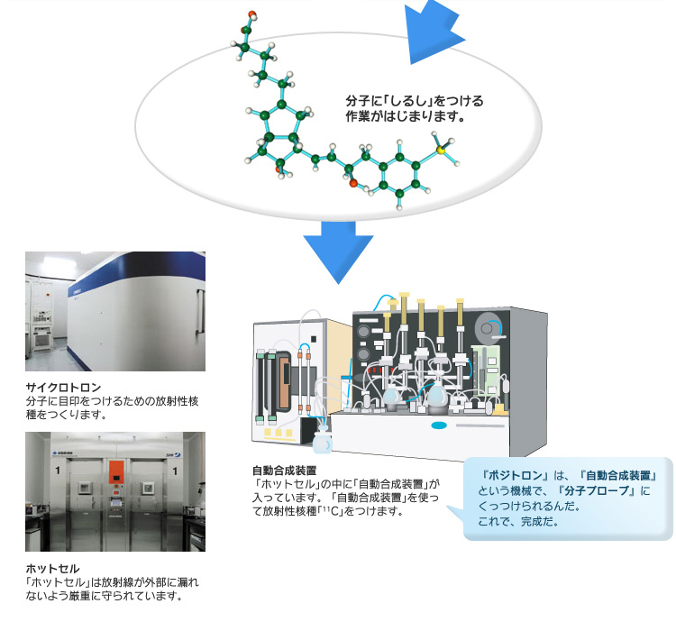 分子に「しるし」をつける作業がはじまります。【サイクトロン】分子に目印をつけるための放射性核種をつくります。【ホットセル】「ホットセル」は放射線が外部に漏れないよう厳重に守られています。「ポジトロン」は、「自動合成装置」という機械で、「分子プローブ」くっつけられるんだ。これで、完成だ。　【自動合成装置】「ホットセル」の中に「自動合成装置」が入っています。「自動合成装置」を使って放射性核種「11C」をつけます。