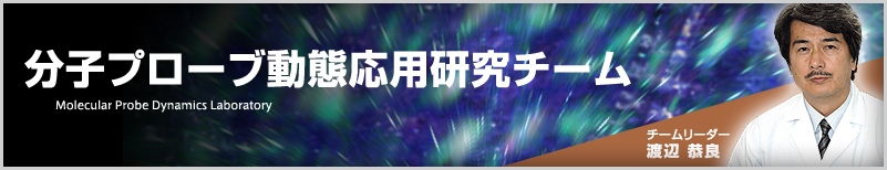 分子プローブ動態応用研究チーム[Molecular Probe Dynamics Laboratory]　チームリーダー：渡辺 恭良